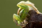 Gruene Krabbenspinne - Diaea dorsata 